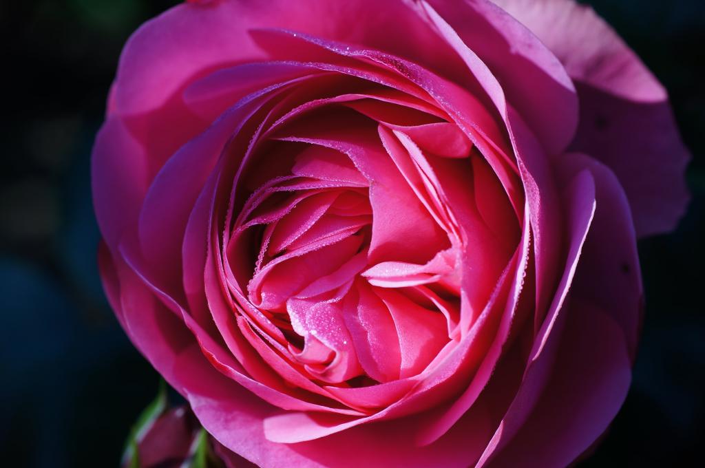 特写的粉红色的玫瑰盛开,罗莎高清壁纸