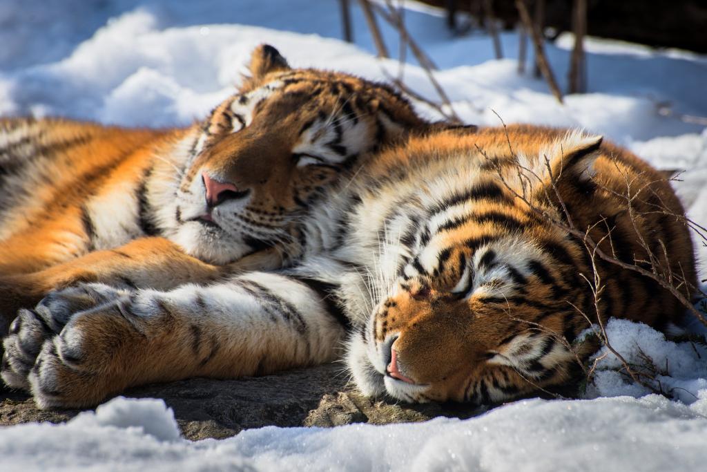 留下来,阿穆尔虎,雪,两只老虎,睡虎,一对,老虎,睡觉,野猫