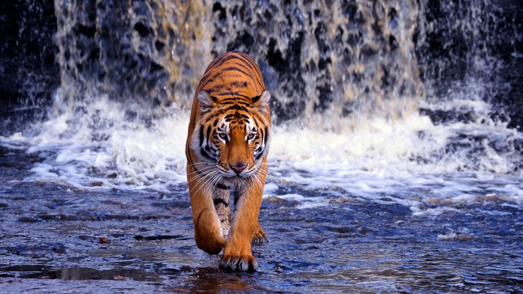 瀑布,孟加拉虎,水,捕食者