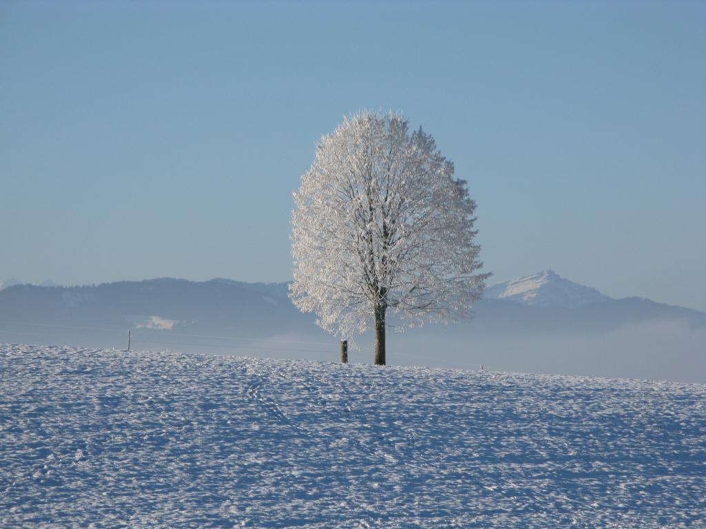 在冬季季节高清壁纸山上的白色树