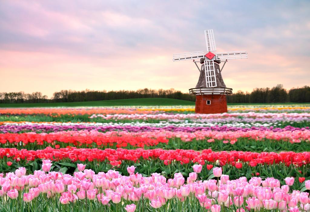 鲜花,荷兰,田地,春天,粉红色,轧机,郁金香