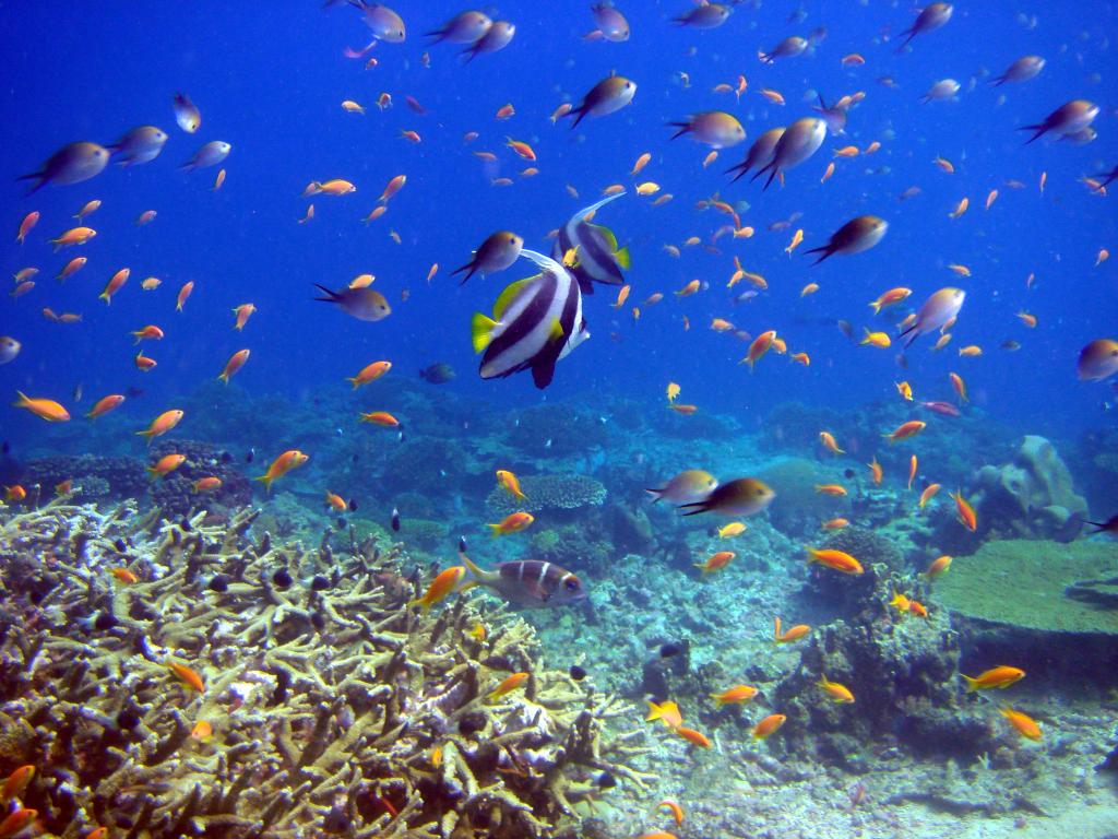 鱼,珊瑚,珊瑚礁和鱼,海底世界