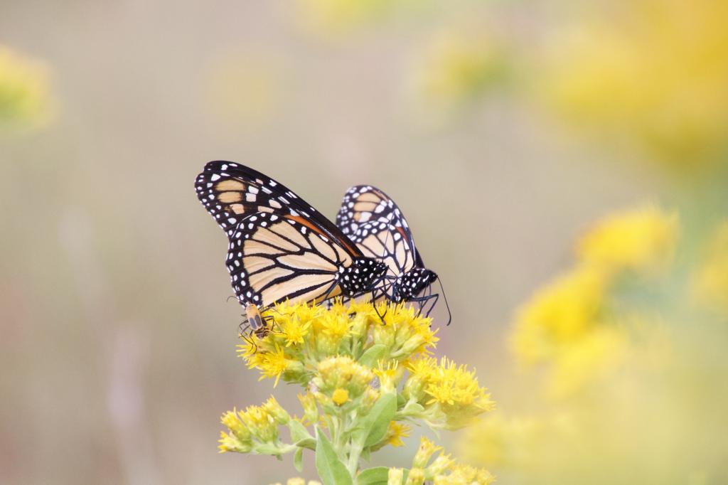 两个君主蝴蝶,金毛茛,堪萨斯高清壁纸的选择性焦点摄影
