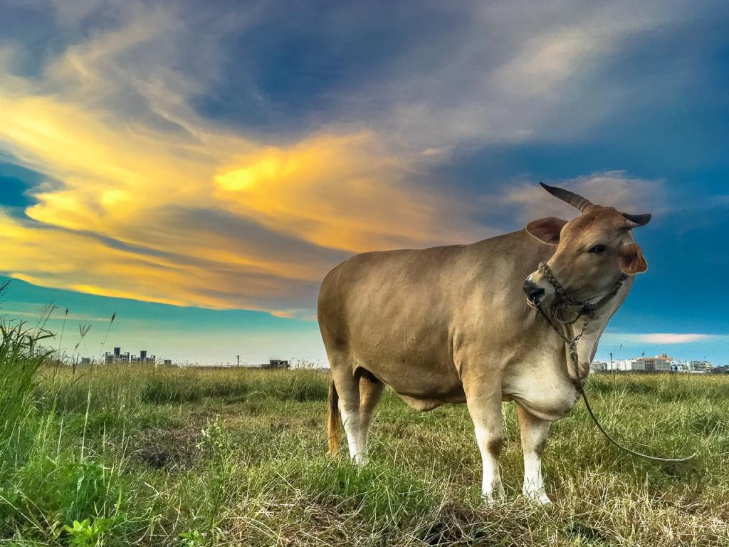 在白天的绿色草地上的棕色牛magong高清壁纸