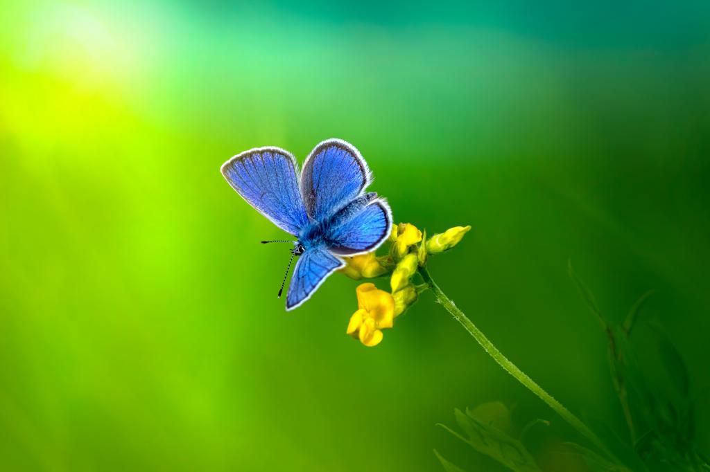 壁纸:无比漂亮的蓝色蝴蝶落在一朵小小的黄色花朵上,背景是清新护眼的