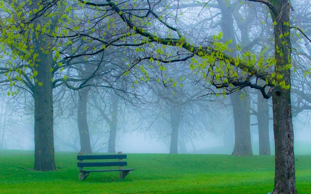 公园,自然,雾,草,分支机构,春天