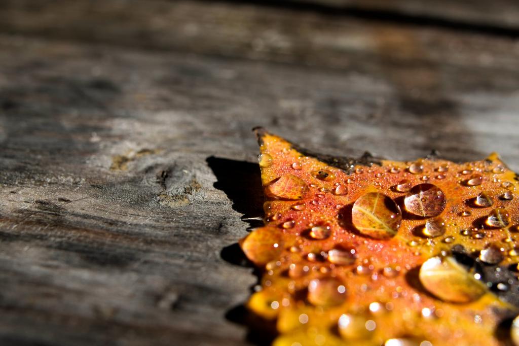 秋天的叶子上的露水高清壁纸