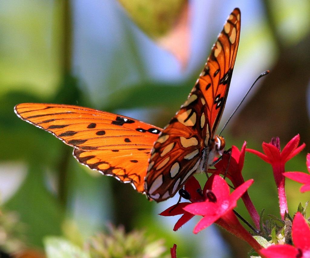 橙色和棕色的蝴蝶收集花蜜在红色的花朵高清壁纸
