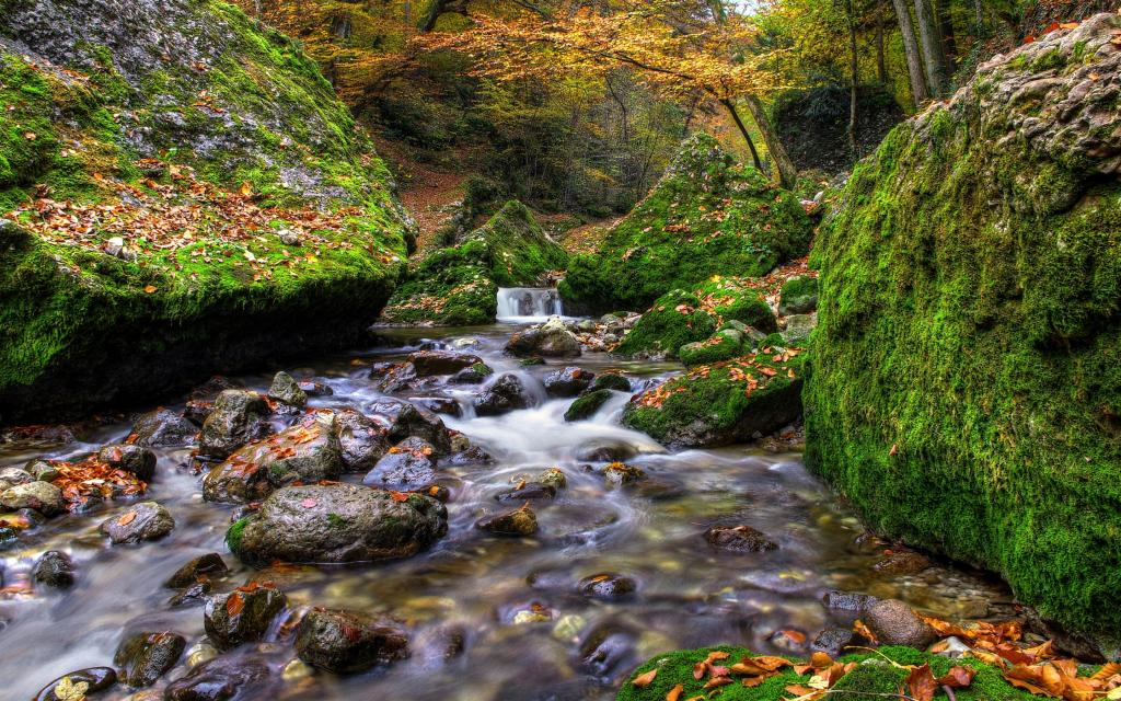 石头,秋天,流,河,巨石,森林,叶子