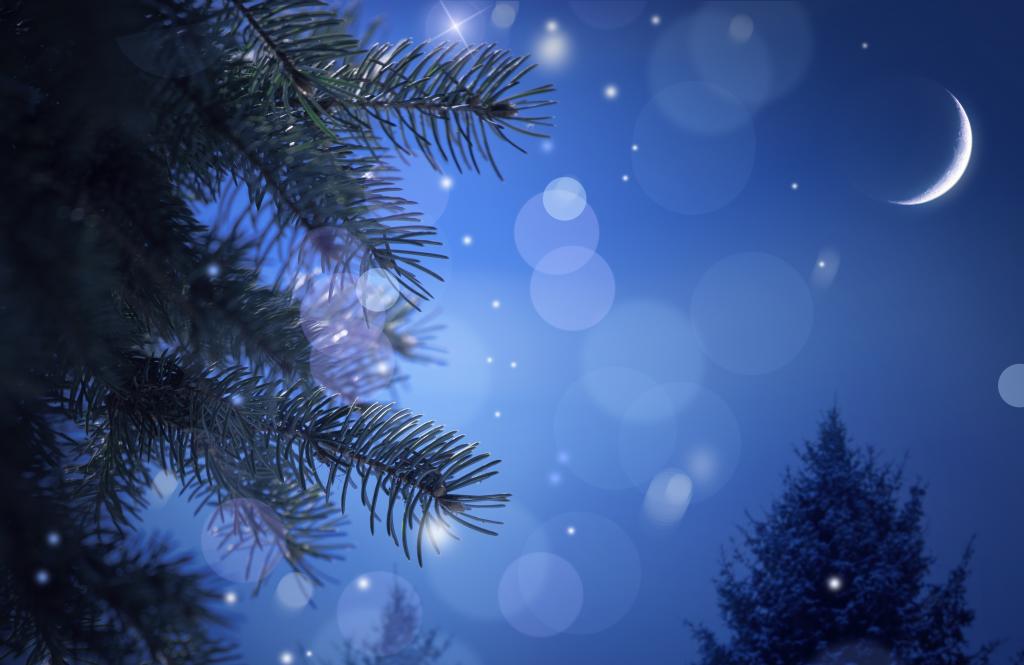 分公司,新年,云杉,散景,树,一个月,晚上,圣诞节,针