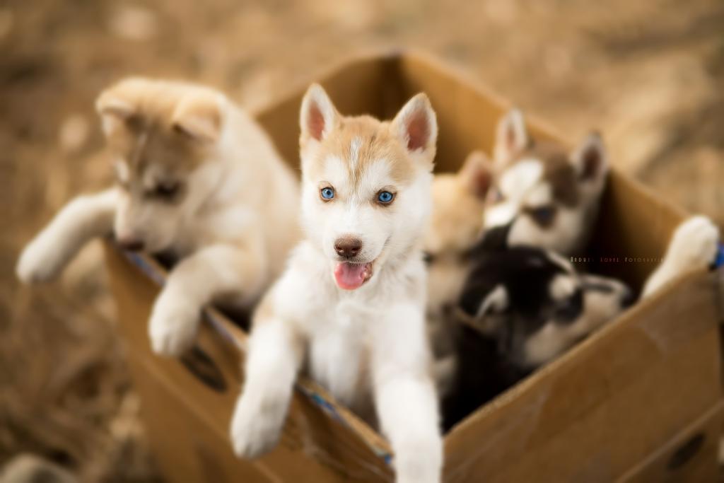 小狗,狗,盒子
