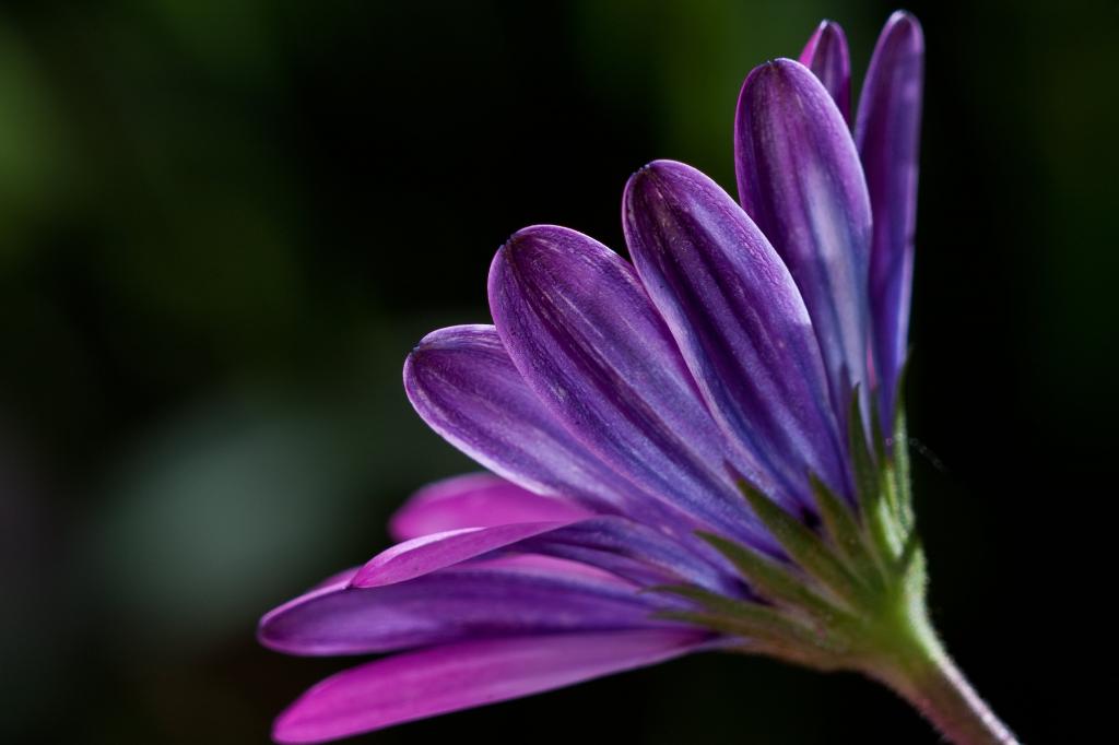 紫色Osteospermum花,植物HD墙纸选择聚焦摄影