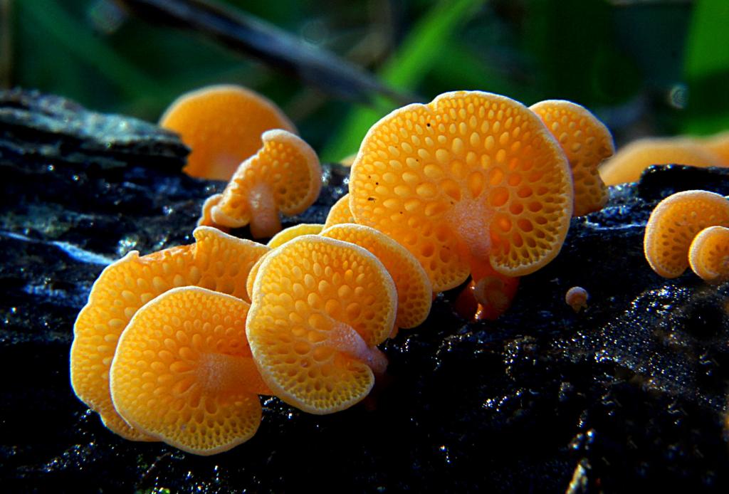 木材上的橙色蘑菇,真菌,favoradochia高清壁纸