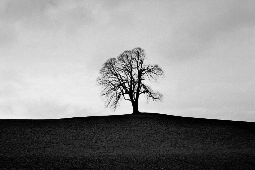 在多云的天空,在白天,ilford高清壁纸山顶上的光秃秃的树的剪影