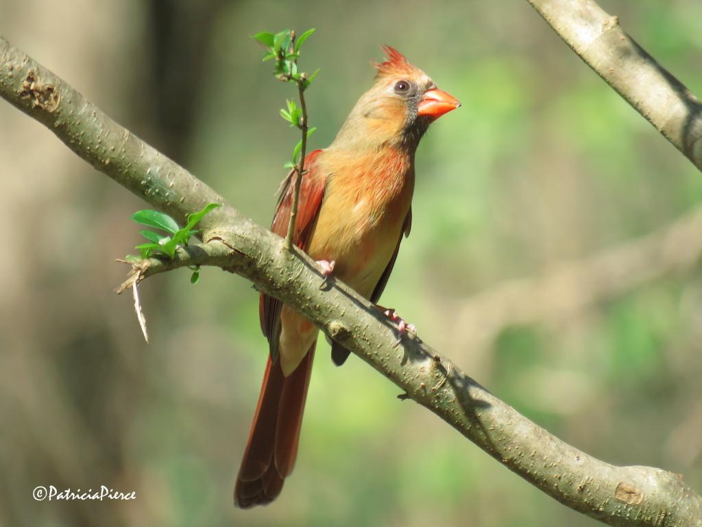 浅焦点摄影的棕色和橙色的羽毛鸟在树枝上高清壁纸