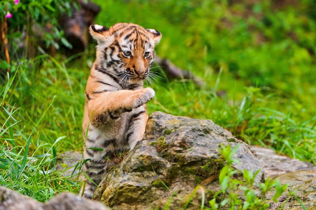 动物摄影的宝贝老虎跳近清除场草高清壁纸的岩石