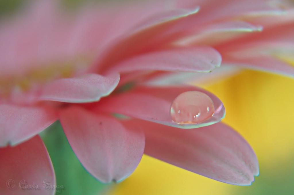 水滴在粉红色的花瓣高清壁纸顶部的宏观镜头
