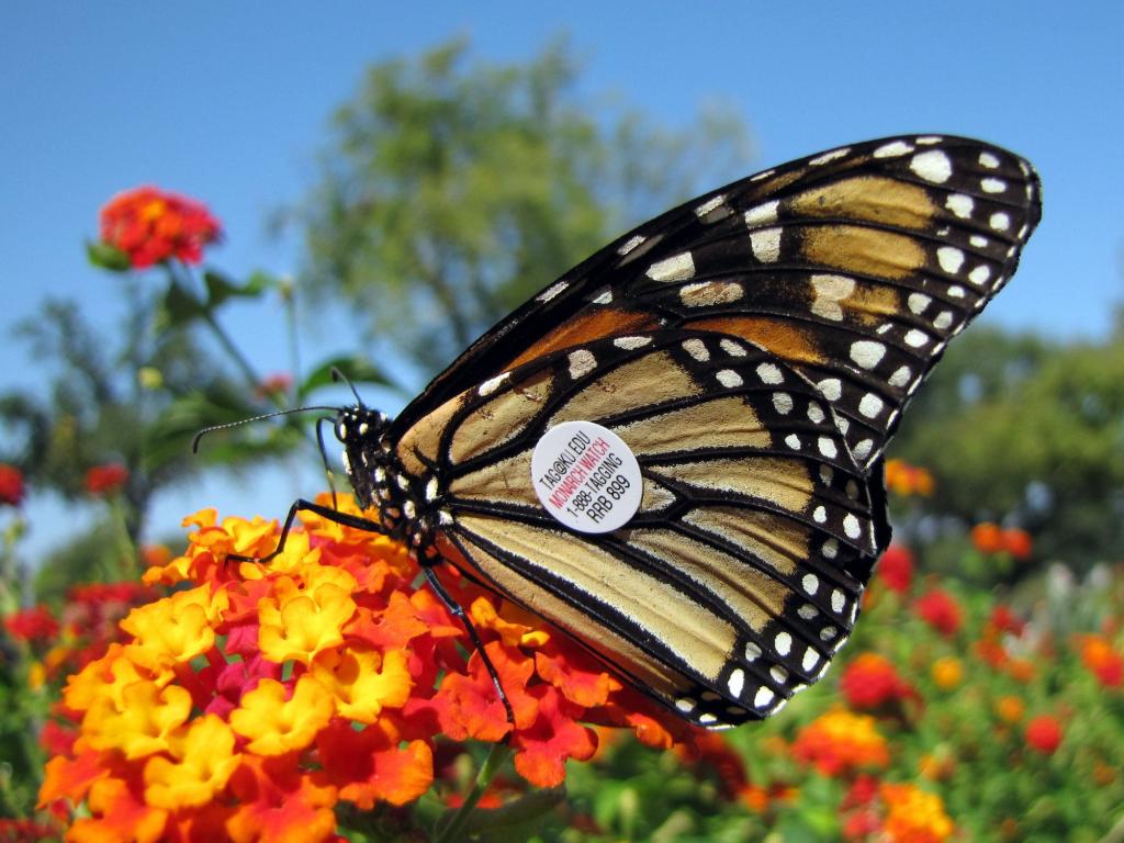 白色,黑色和棕色的蝴蝶,顶上的绿叶,帝王蝶高清壁纸橙色和黄色的花