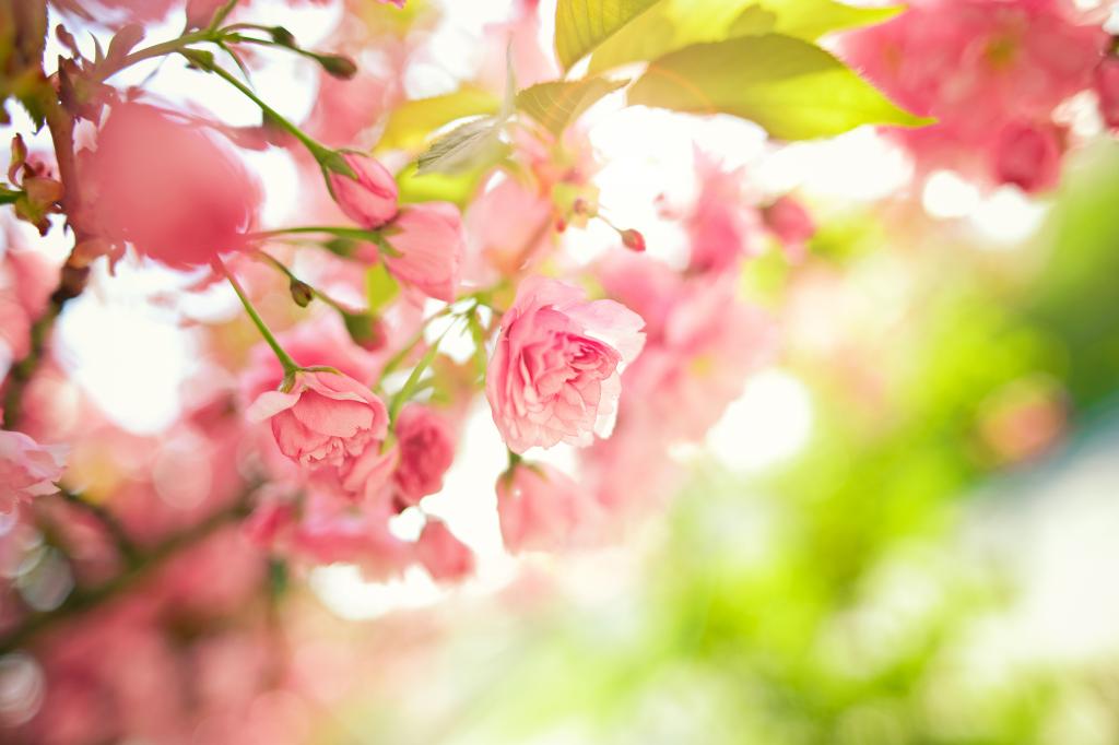花,树,粉红色,分支机构,春天,叶子