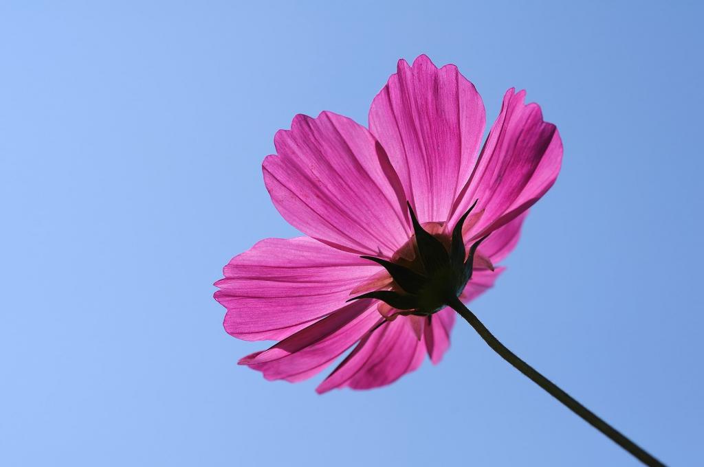 粉红色的罂粟花在低角度照片高清壁纸