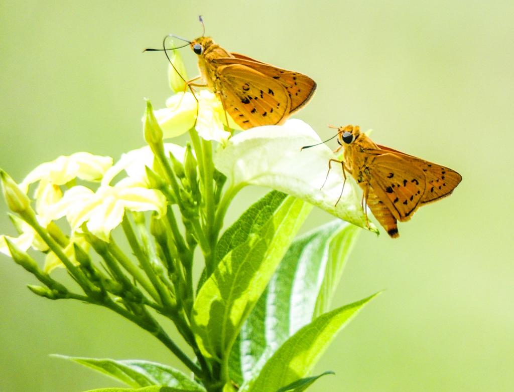 两个棕色的蝴蝶高清壁纸