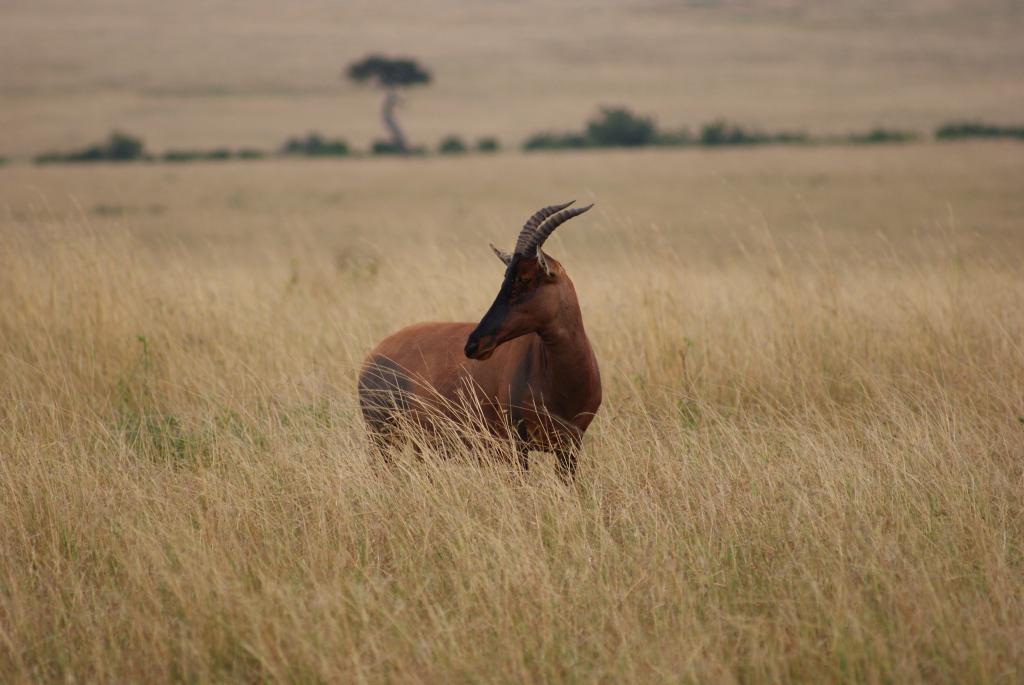 棕色的四条腿的动物在绿色的草地上,topi,马赛马拉国家保护区,肯尼亚高清壁纸
