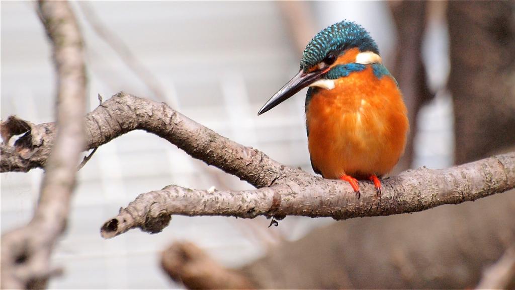 野生动物摄影的橙色啄木鸟在树枝上高清壁纸