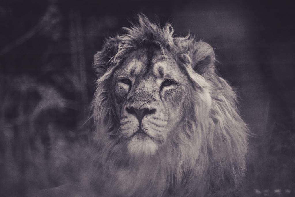 灰度摄影的狮子高清壁纸