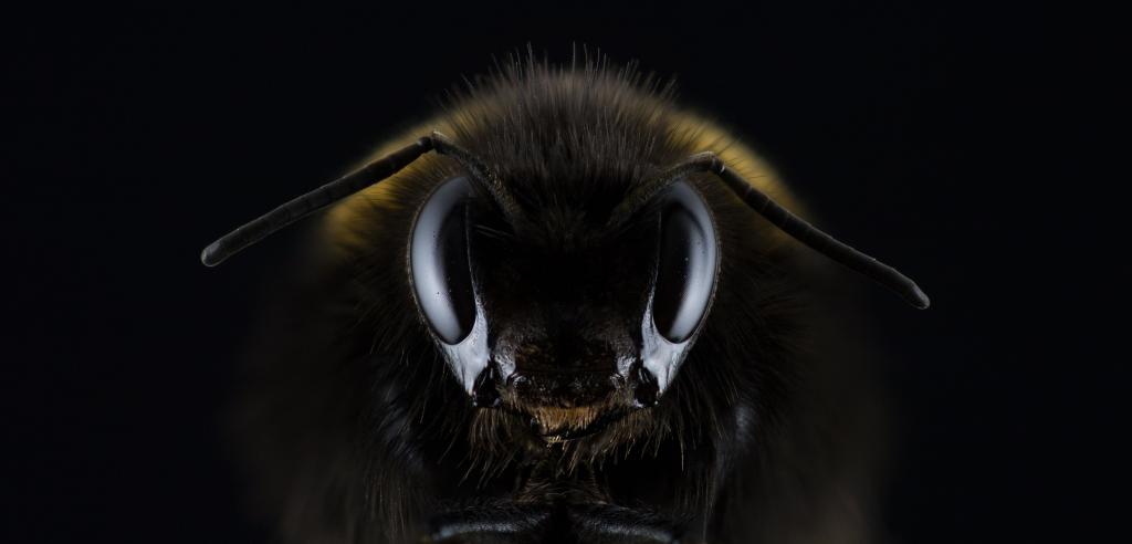 宏观照片的黑色和棕色的大黄蜂蜜蜂高清壁纸