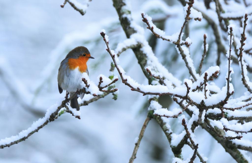 鸟在冬天栖息在树枝上,罗宾高清壁纸