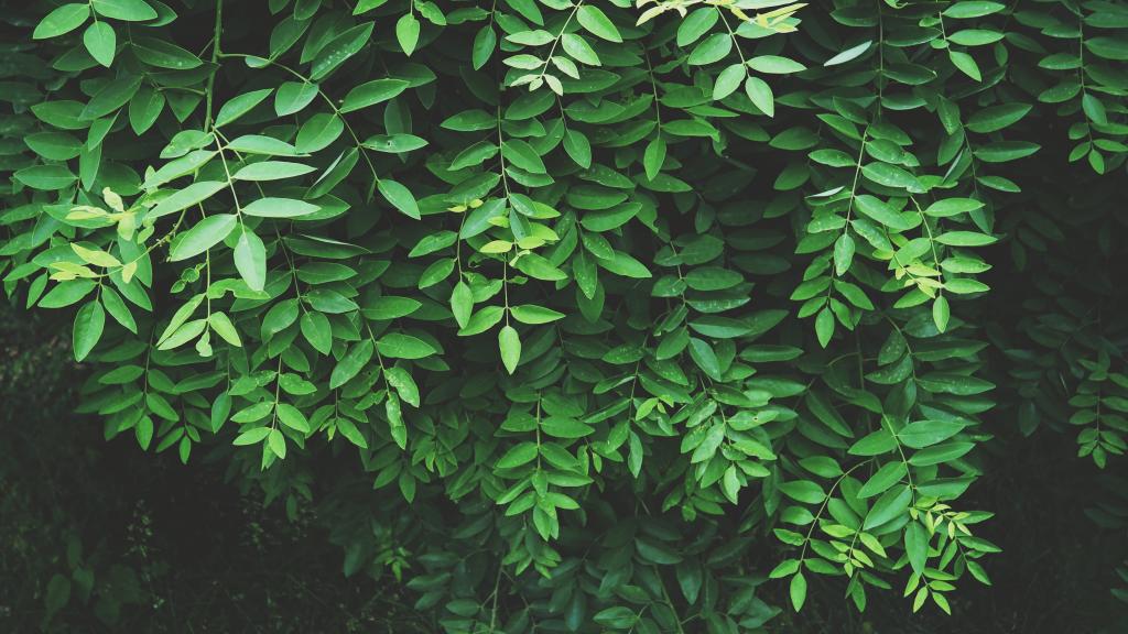 绿色的叶子树高清壁纸浅焦点摄影