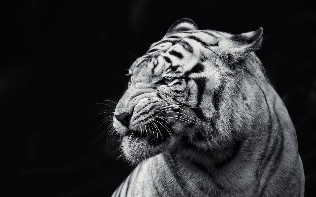 老虎,背景,野兽