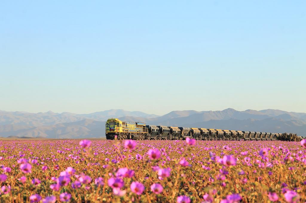 粉红色的花和火车在距离下平静的天空,阿塔卡马高清壁纸的领域