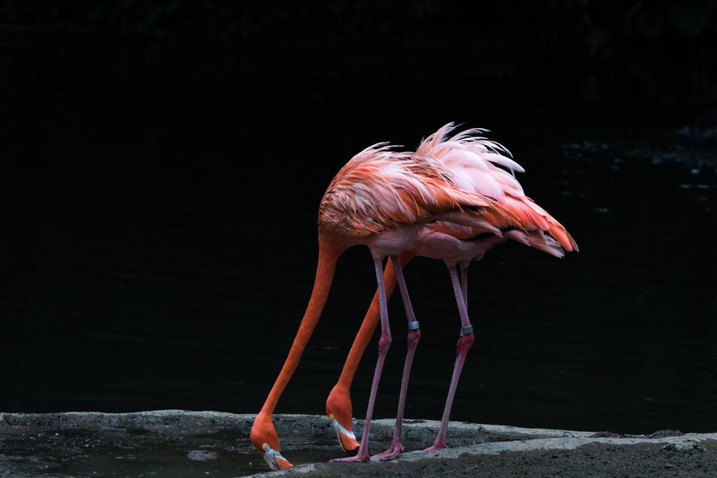 两个粉红色的火烈鸟饮用水,火烈鸟,新加坡高清壁纸