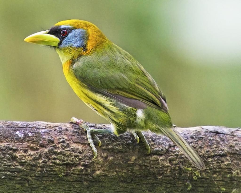 绿色鸟的掀动转移镜头摄影,barbet,厄瓜多尔HD wallpaper