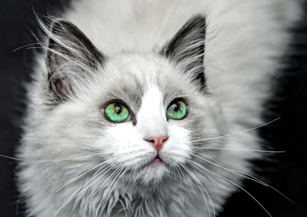 绿眼的猫高清壁纸的特写照片