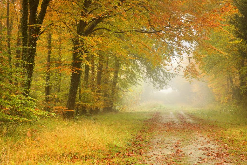 森林,雾,路,树,秋天,景观,叶子