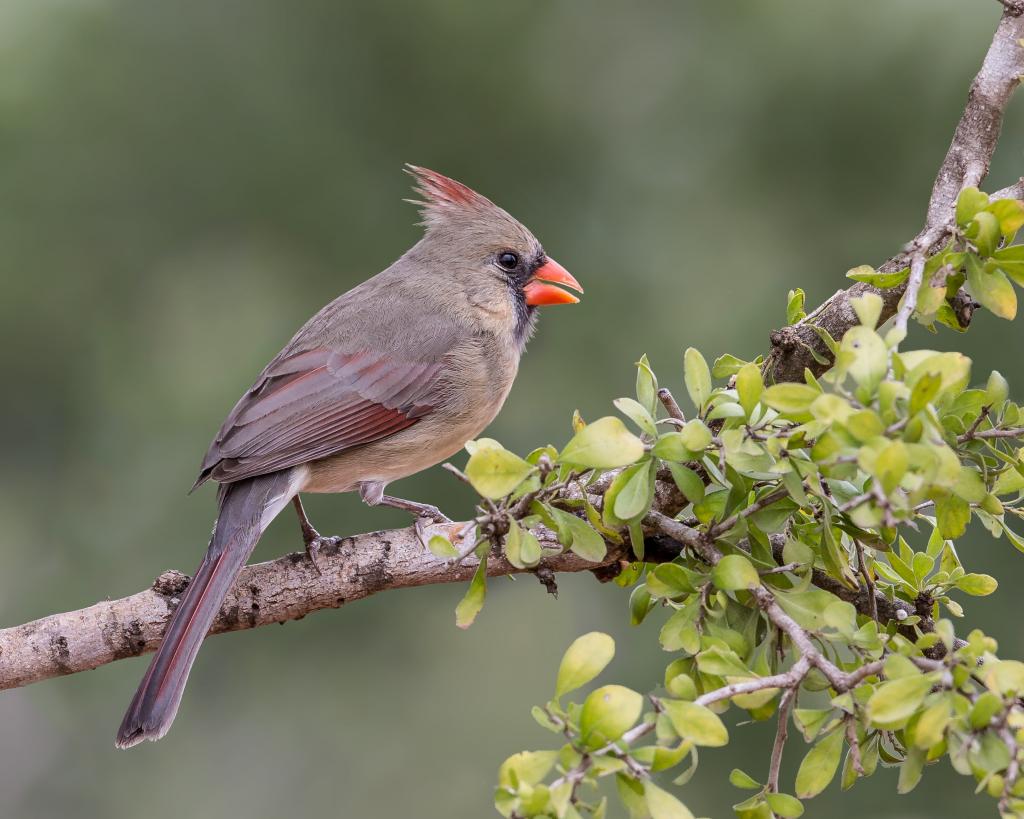 灰色和红色在树枝,北部的基本的HD墙纸的红色主要鸟