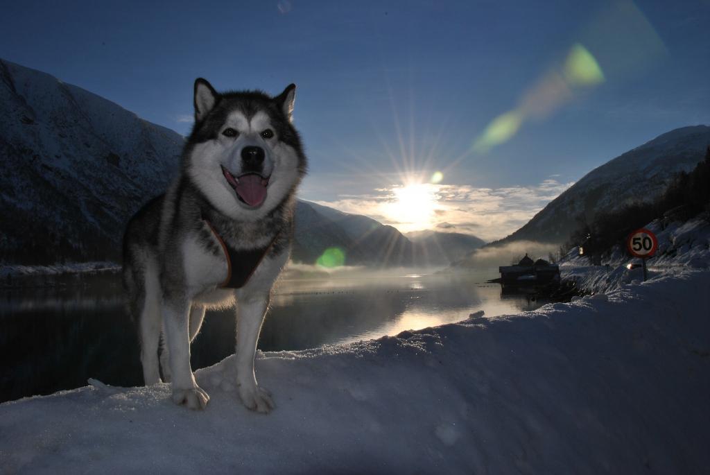 狗,雪,狗,风景,语言