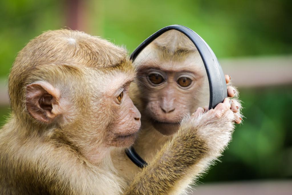 照镜子的小猕猴