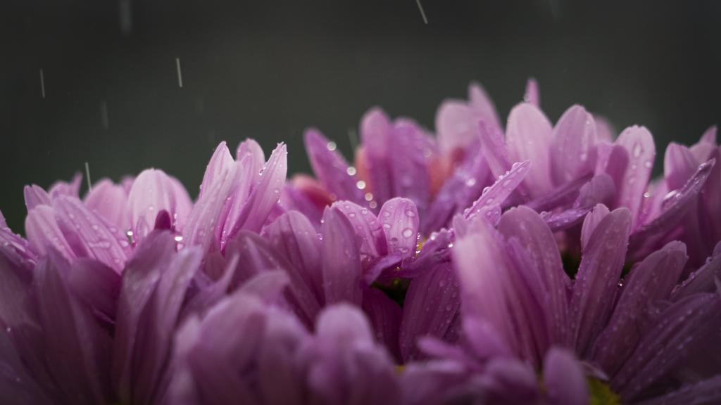 雨的紫色花滴眼液高清壁纸