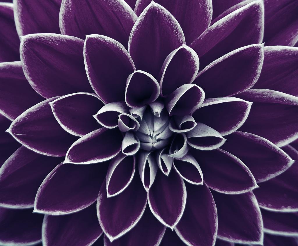 关闭紫色pledled花HD wallpaper的照片