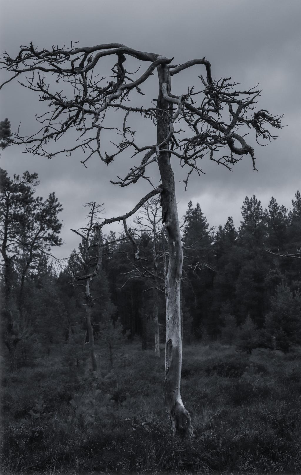 森林中的枯树