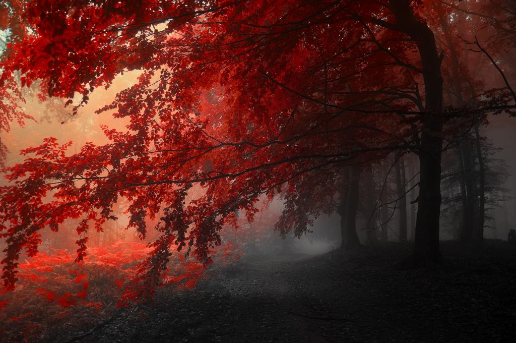 红色,树木,灰色,秋天