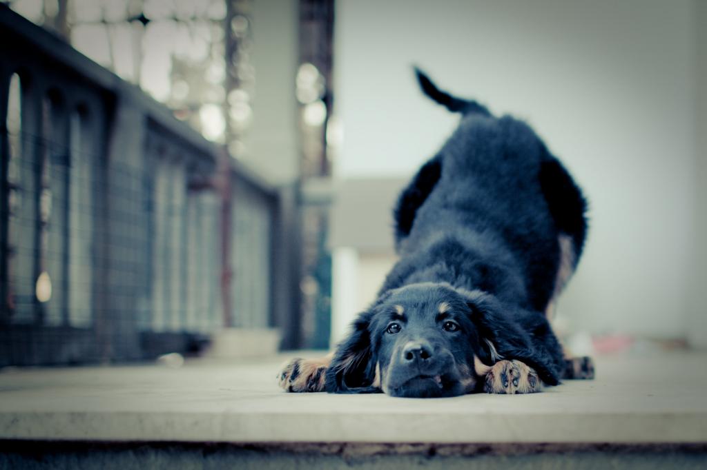 黑色和涂层的狗铺设在倾斜转变镜头拍摄的灰色水泥地板高清壁纸