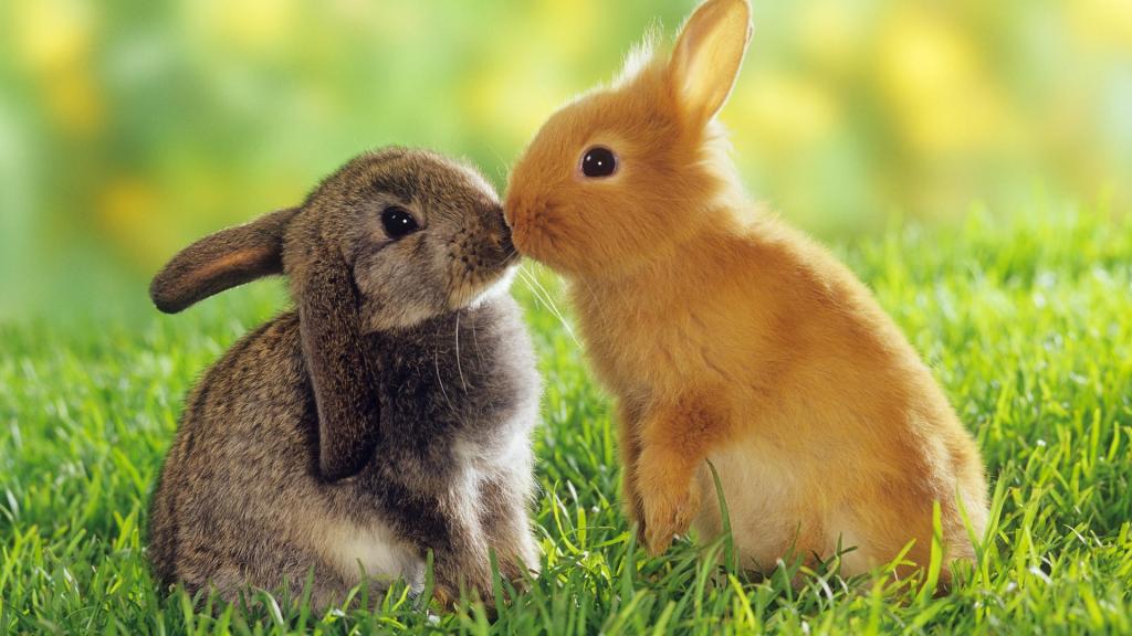 动物,兔子,爱情