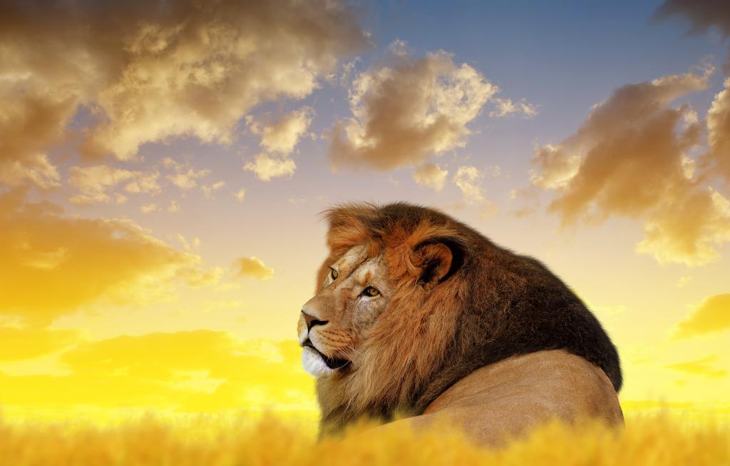 猫,狮子座,国王,性质