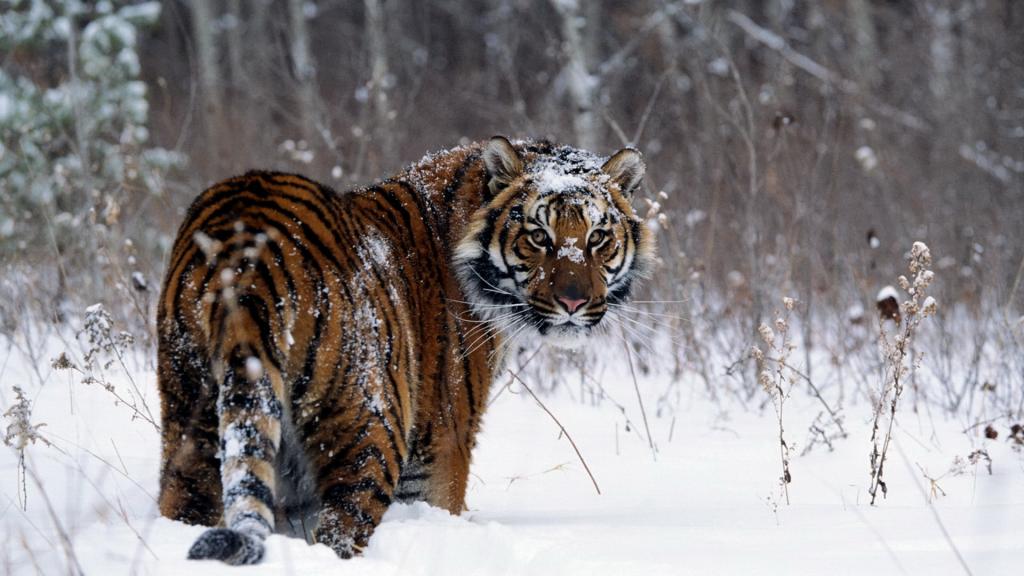 暴风雪中的老虎