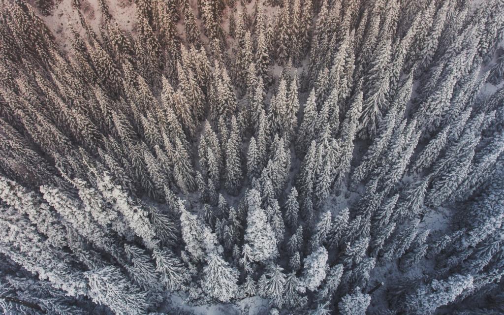 冬天,森林,雪,从顶部的看法,树木