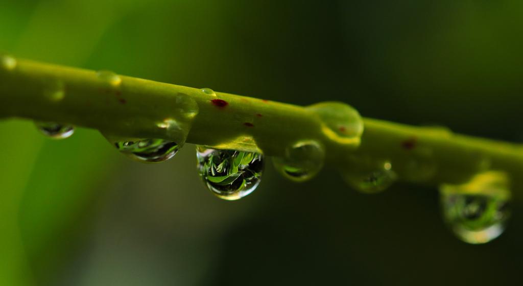 宏观摄影的绿色植物干的高清壁纸水滴